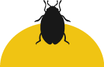 BETTWANZEN